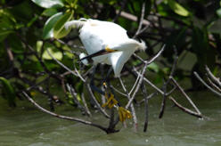 Boat Tours in Marco Island