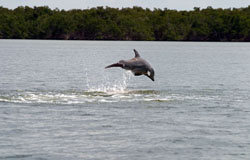 Boat Tours in Marco Island