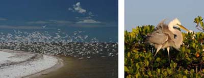 Everglades tours