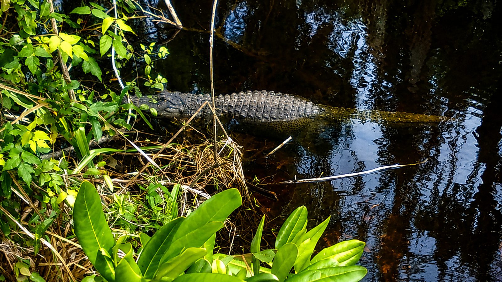 Alligators and Orchids Kayak Tour