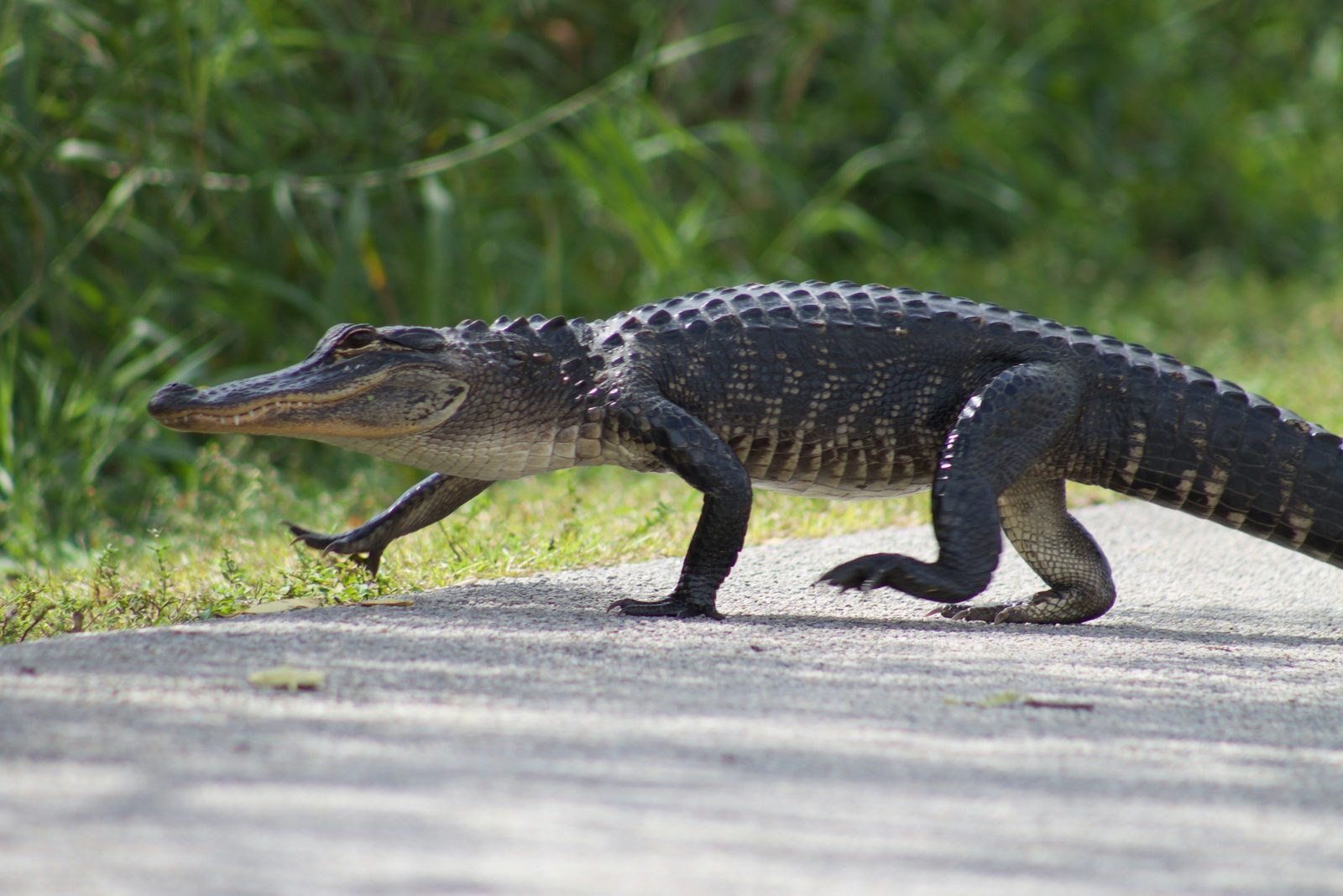 American alligator in profile showing its broad, rounded U-shaped snout