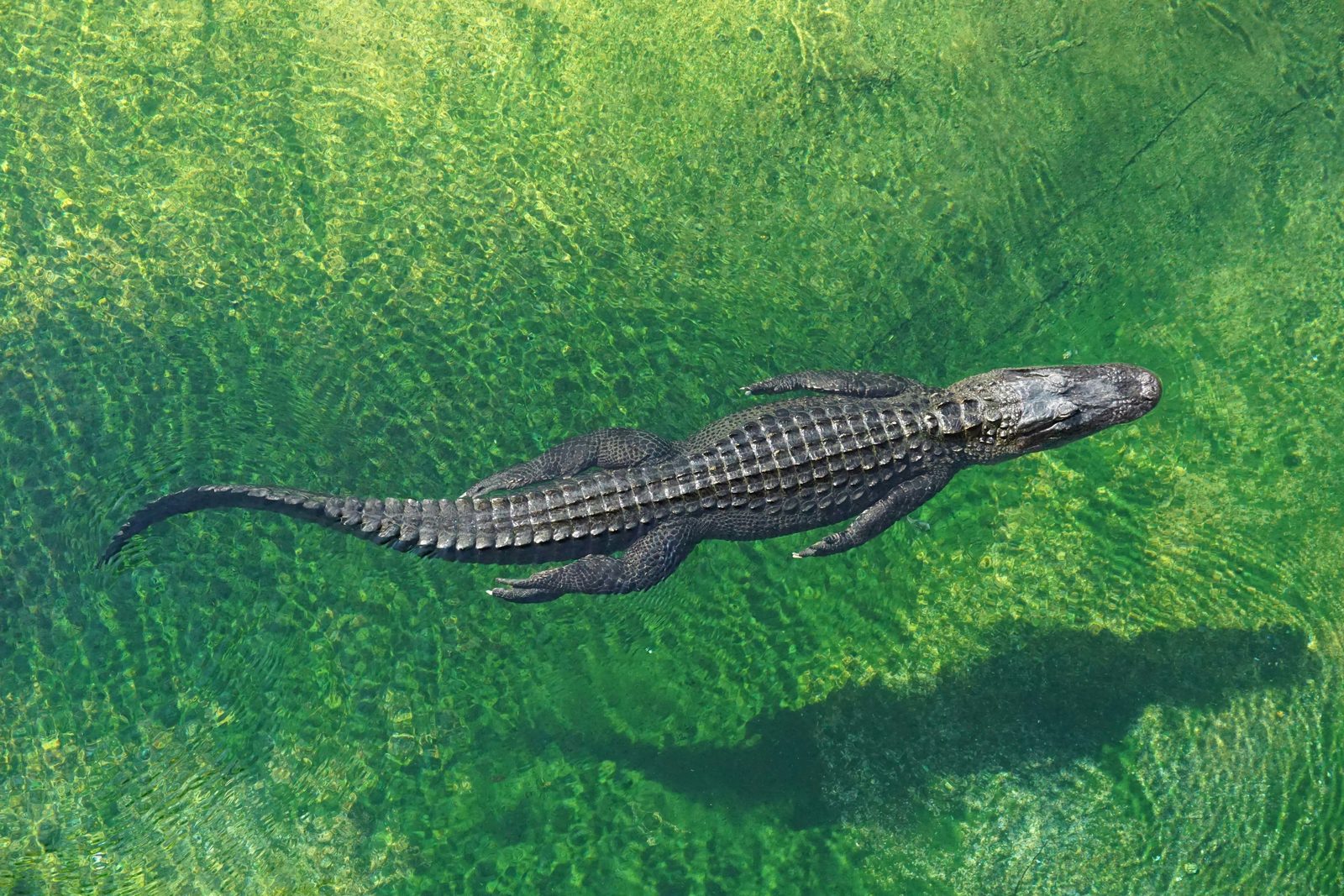 American alligator gliding through clear, shallow green water seen from above
