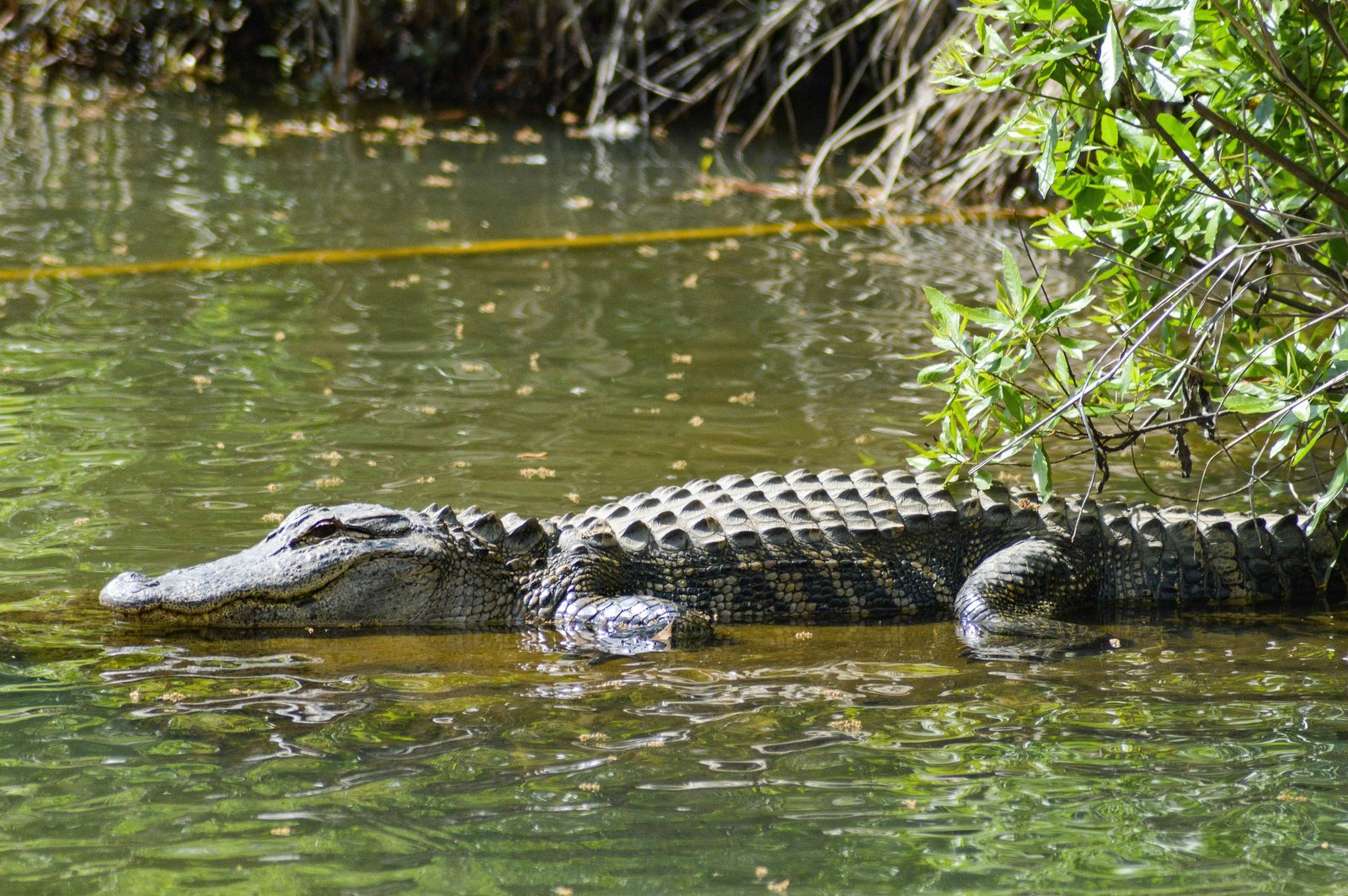 American alligator resting in the mangroves along a tannin-stained Everglades creek
