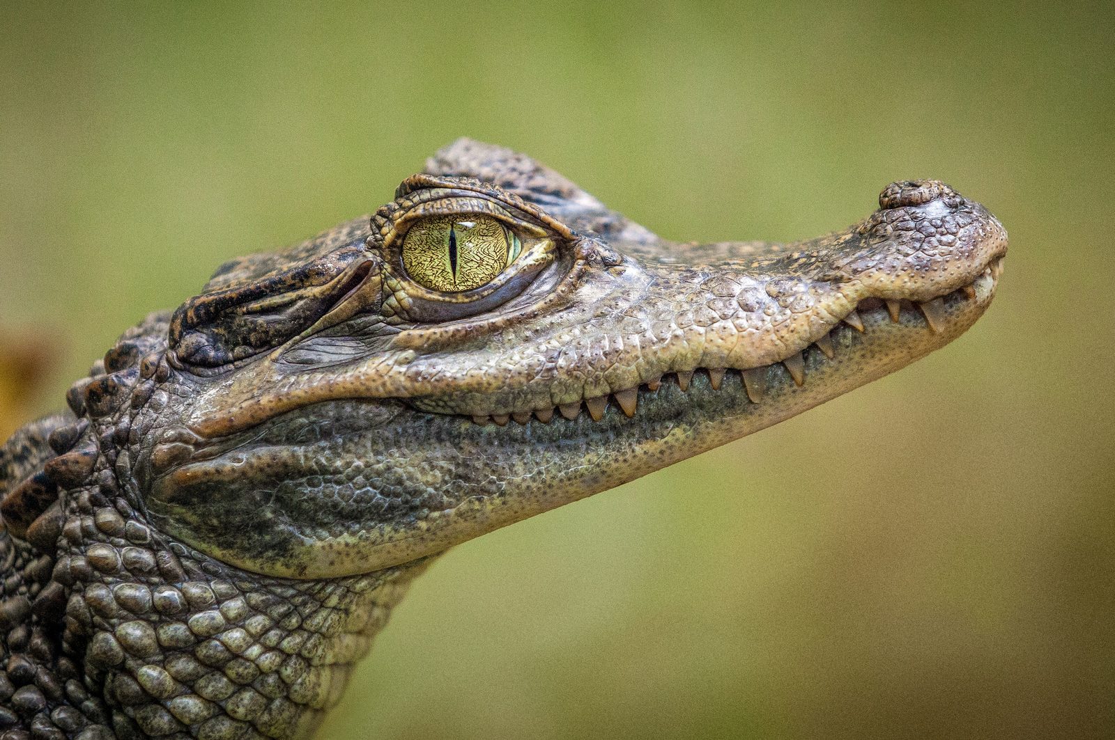 Close-up of a crocodile's golden, vertically-slit eye and scaled skin