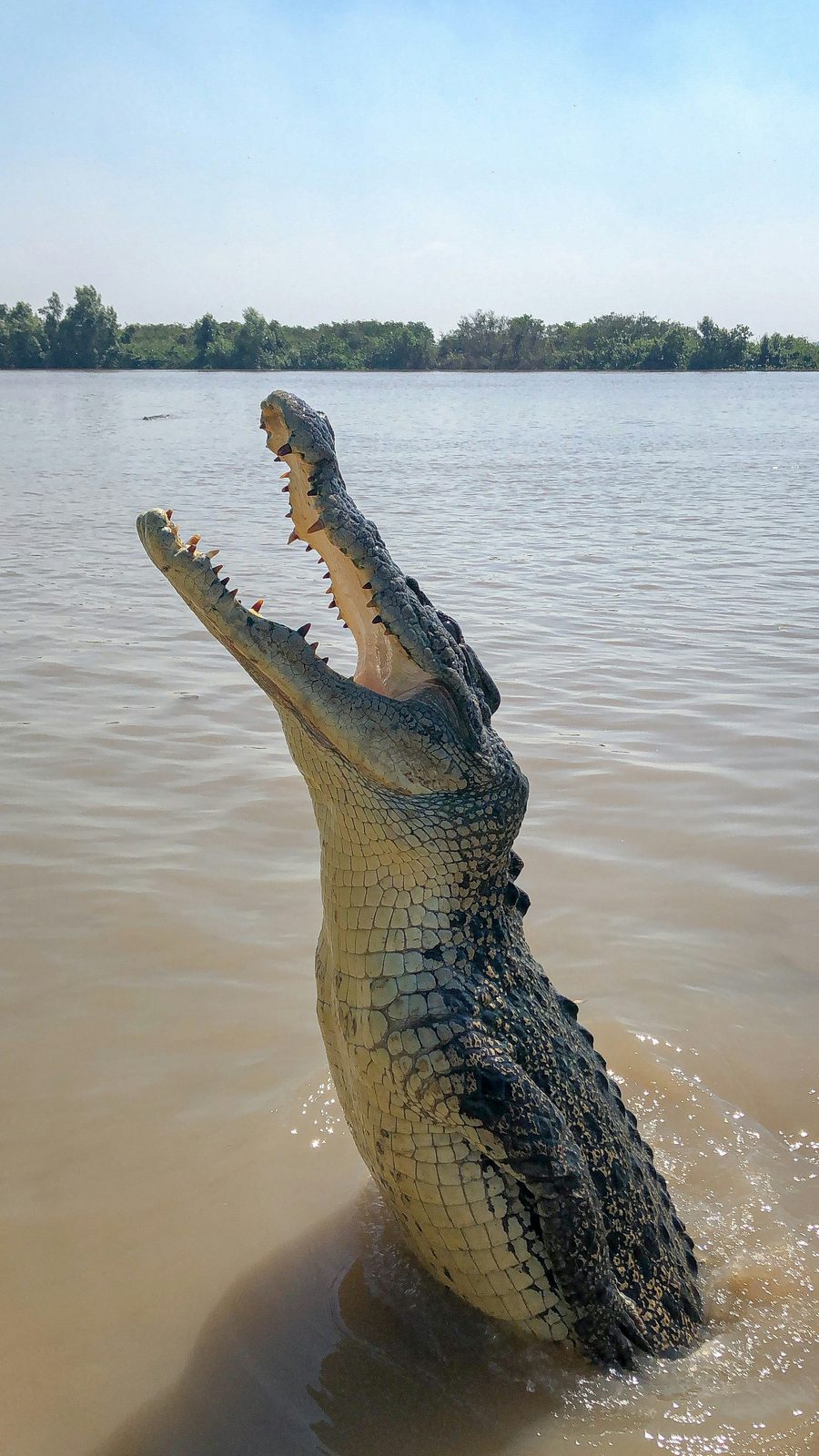 Crocodile rising out of the water, showing its pale underbelly and long jaws