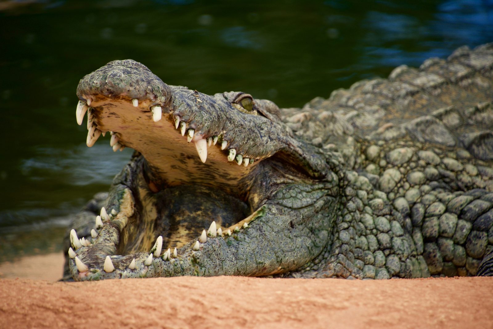 Crocodile with its mouth open, showing a narrow snout and teeth top and bottom