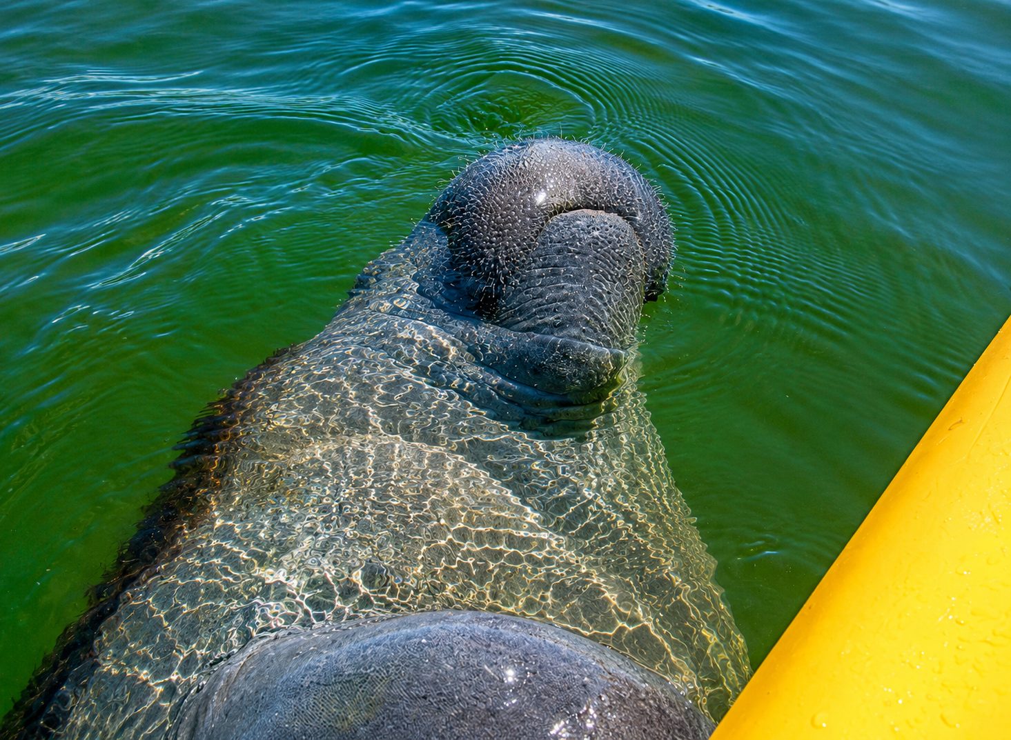 Boat Assisted Kayak Eco Tour