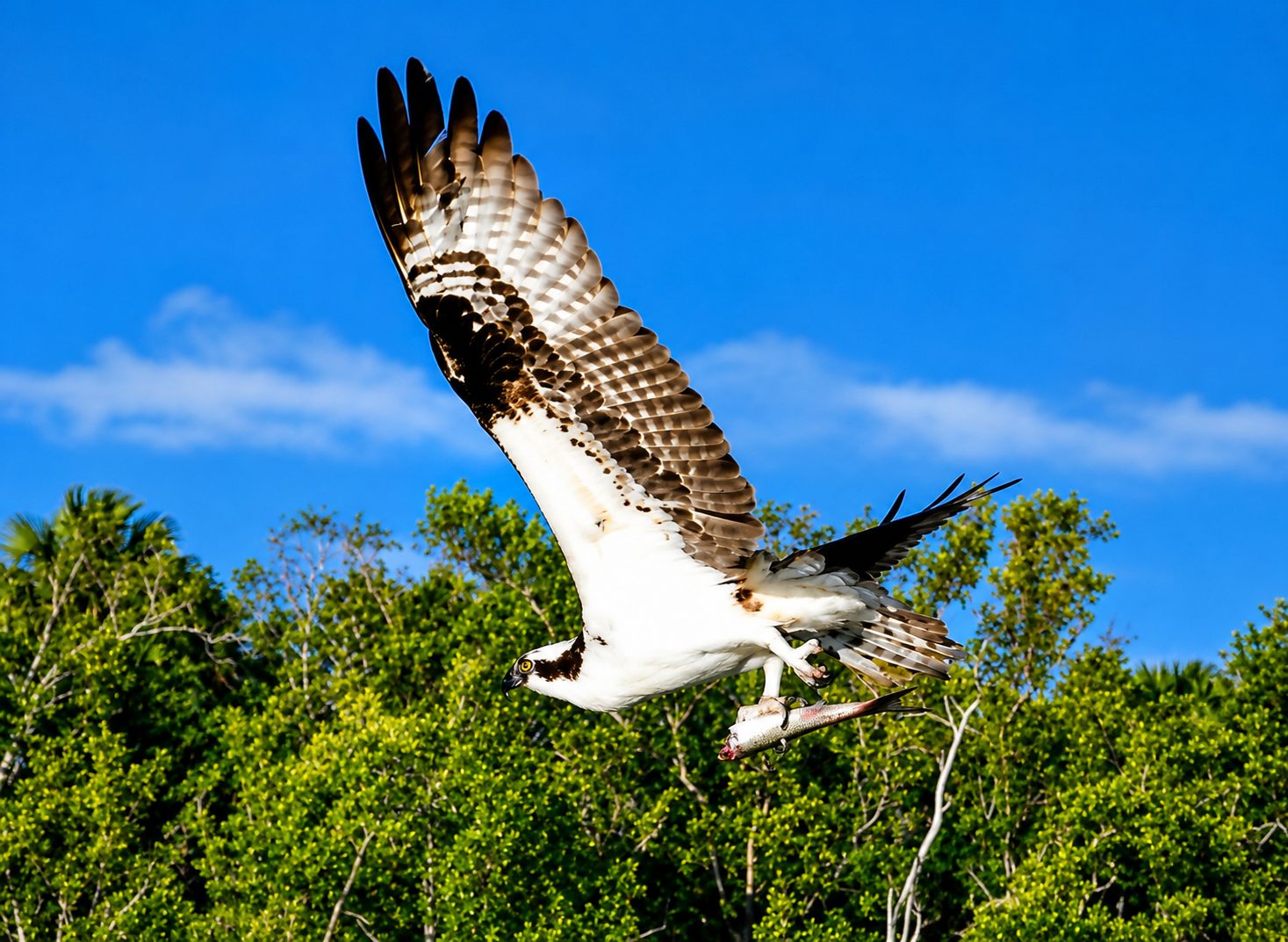 Osprey landing on nest during Everglades birding and photography safari