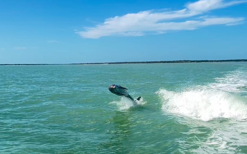 Tarpon jumping during kayak fishing trip in Everglades National Park