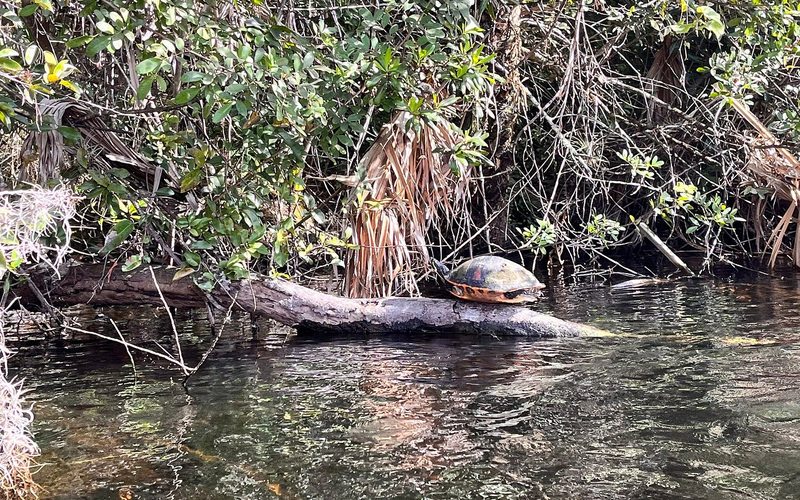 Mangrove Tunnel Kayak Tour