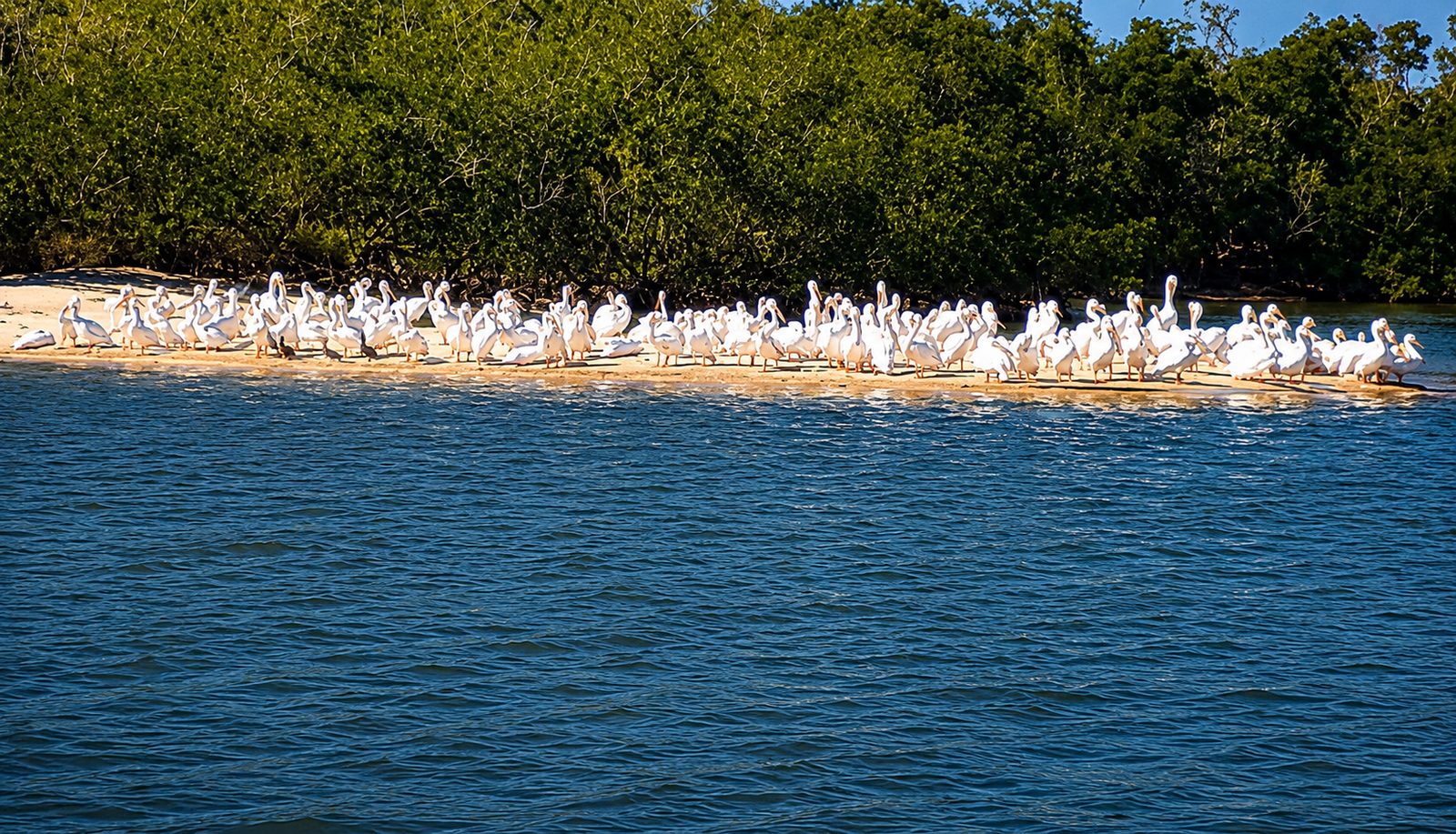 Pelicans on island during Everglades dolphin and birding boat tour